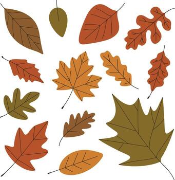 Collection of autumn leaves isolated on white background in various shapes vector