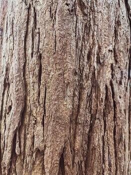 Detailed dry tree bark pattern for natural background photo