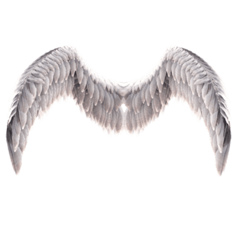 3d render angel bird wings feather with transparent background png
