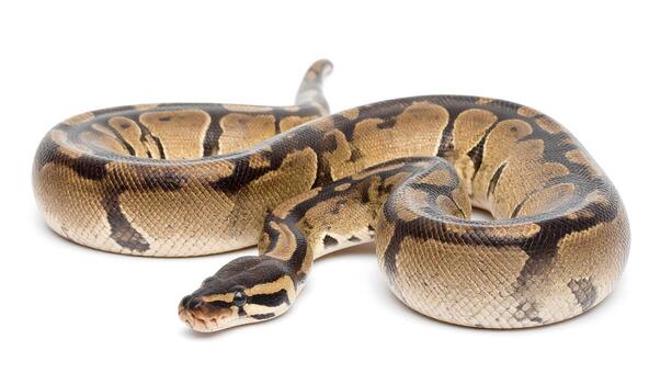 Ball Python snake in studio with beautiful markings and neutral background ready to use photo