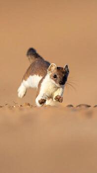Agile weasel sprints across sandy terrain with focused intensity and swift motion photo