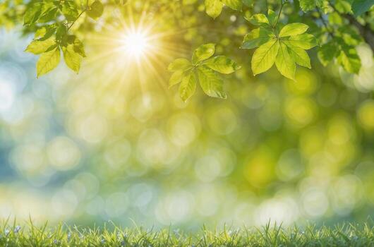 Tree with leaves and sun shining on it blue blurred background in subtle bokeh at back and space for text. photo