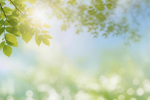 Spring or summer season abstract nature background with tree leaves and blue sky at back front and light blue blurred background photo
