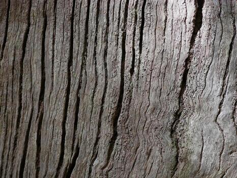 Rough Tree Bark Texture with Natural Lines and Shadows photo