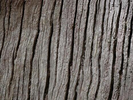 Rough Tree Bark Texture with Natural Lines and Shadows. photo