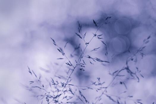 Delicate wild grass stems with fine seed at soft blurred background, autumn nature pattern. Macro photo Field plant and blur bokeh as abstract botanical blue color monochrome fall moody still life.
