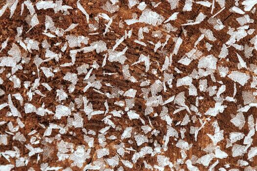 Close up macro of frost crystal on textured wooden tree surface in winter cold. Pattern of snowflakes on slice of wood as environment background. Concept of nature, season, natural decorative pattern. photo