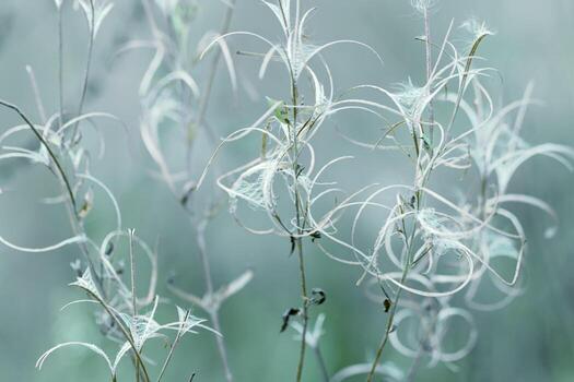 Abstract natural patterns, Dry wild fireweed grass with seeds in autumn, meadow herb, field flower. Minimal Aesthetic natural autumn texture with delicate curled stems, blue gray fall blur background. photo