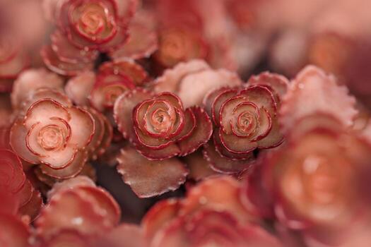 Red succulent cactus close up as aesthetic botanical background. Nature abstract flowery evergreen plants as minimal monochrome natural pattern, macro photo of beauty nature, soft focus, daylight.