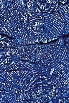 Slice blue wood with tree rings and frost snow crystals as natural geometric pattern, minimal aesthetic abstract nature background. Natural wooden organic textures shape, monochrome gradient color. photo