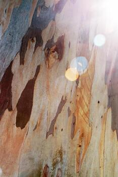 Old Tree bark texture background with colorful spots natural pattern and sun glare. Minimal life style nature concept, vivid colored photo. Summer environment aesthetic, sunlight effect, earth color photo