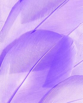 Nature pattern of bird feathers, beautiful natural texture with delicate detail, fluffy lilac pastel feather closeup. Abstract plumage macro photo. Smooth gradient color create romance, dreamy mood. photo