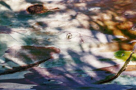 Colorful Eucalyptus tree bark texture background, natural wood patterns and rough grainy wooden surface with dark shadow from leaves, minimal life style nature concept, vivid colored earthy tones photo