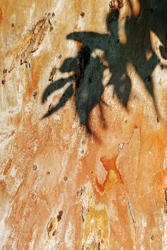 Closeup of tree bark texture background, natural wood pattern and rough grainy wooden orange color surface with green leaves shadow, macro photo nature design, minimal botanical summer still life