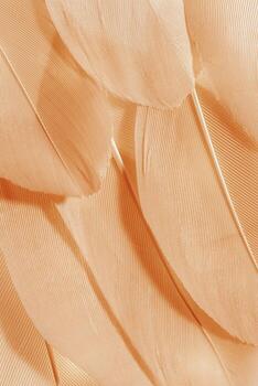Macro photo beige feathers, natural pattern with fine texture and soft lines, abstract nature background. Minimal pastel composition for beauty, fashion, spa, design concepts. Aesthetic beauty nature.