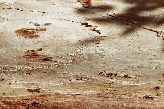 Closeup of natural tree bark texture with leaves shadow from sun, old wood Trunk in earthy tones. Macro photo of nature design for backgrounds, environment aesthetics, or textures in graphic design