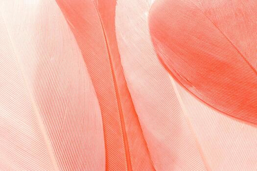 Nature pattern of bird feathers, beautiful natural texture with delicate detail, fluffy pink guava color feather closeup. Abstract plumage macro photo. Smooth gradient color, expressive structure. photo