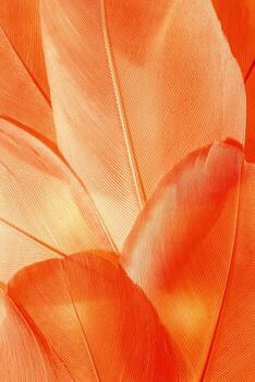 Aesthetic nature closeup macro pattern from red orange bird feathers, natural texture as natural background, wallpaper, backdrop, design concepts. Warm Monochrome gradient autumn colors, seasonal mood photo