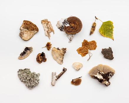 Autumn nature flat lay with polypore mushrooms, branches tree, yellow fallen leaves, moss, bark on white background. Minimal style pattern from wild plants of fall forest. Trend top view photo