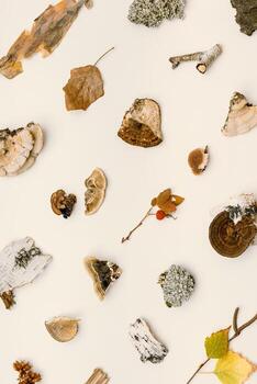 Autumn nature layout with polypore mushrooms, branches tree, yellow fallen leaves, moss, bark on beige. Minimal trend creative geometric pattern from wild plants of fall forest. Top view photo