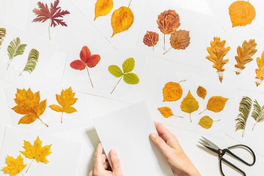 Autumn herbarium flatlay with human hand sticking leaves on paper cards on table. Top view background with pressed dried leaves from various trees, creative hobby, decor with natural materials photo