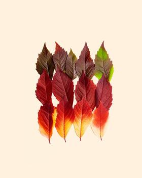 Autumn square pattern of fall leaves on pastel beige background, red yellow green gradient color, aesthetic flat lay fallen seasonal leaves. Top view colored foliage, autumn tones and textures photo