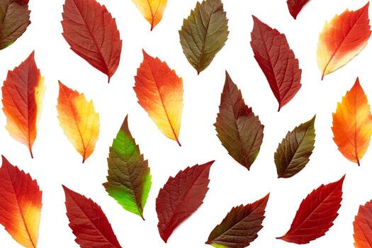 Autumn pattern of fall leaves isolated on white background, red yellow green gradient colors, flat lay fallen seasonal leaves. Top view close up colored foliage, autumn tones and textures photo