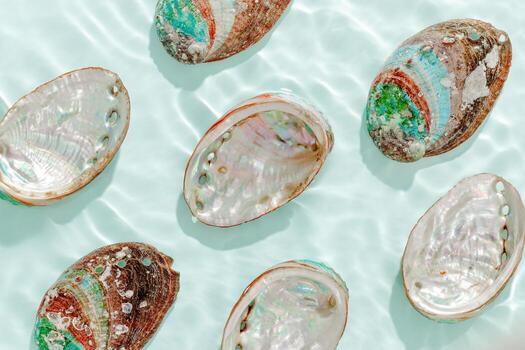 Pattern of abalone seashells floating on clear turquoise water with sun glare and waves. Shells of natural iridescent and rough textures. Minimal aesthetic top view sea ocean life composition photo