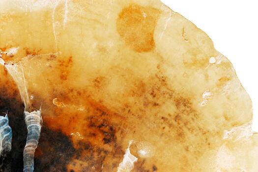 Aesthetics texture seashell, macro trend photo, beauty nature abstract background, monochrome surface of shell, clam close up, top view scene, oceanic beauty and organic details, natural patterns photo