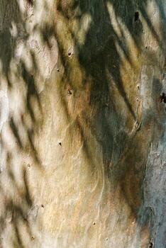 Closeup of natural tree bark texture with leaves shadow from sun, old wood Trunk in earthy tones. Macro photo of nature design for backgrounds, environment aesthetics, or texture in graphic design