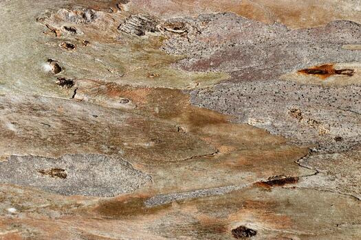 Close up of sycamore tree bark texture background showcasing natural wood patterns and Detailed rough grainy wooden surface, macro trend photo for eco-friendly projects and nature-themed designs