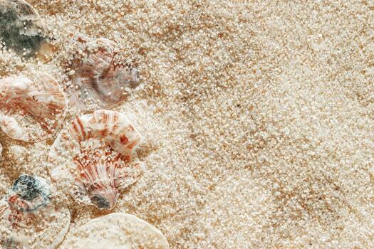 Collection of seashells scattered on sand, minimal nature pattern at soft sunlight, natural oceanic and summer textures, beach mood and sea style background, summer relaxation, harmony photo