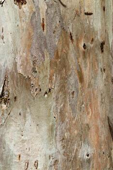 Detail Natural Tree Bark Texture with Organic Cracks and Earthy Tones for Eco-Friendly Design and Rustic Nature Backgrounds, natural surface of bark sycamore close up, beige brown vivid color photo