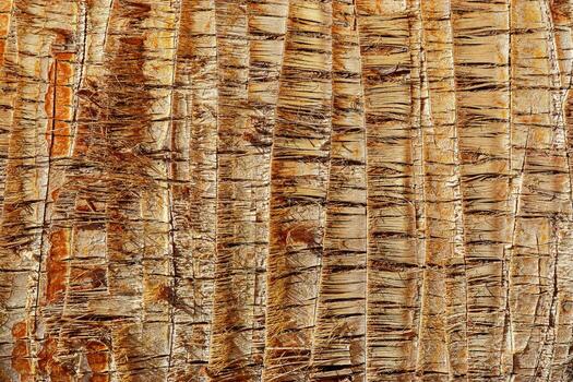 Close up of natural palm tree trunk texture, pattern of fibrous layers and vertical ridges, earthy tones. Macro photo of nature design for backgrounds, eco themed concept, textures in graphic design