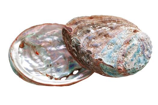 Shiny Shell of abalone with natural texture, closeup seashell isolated on white background, pearlescent iridescent surface of colored clamshell Haliotis mollusks, top view, sea oceanic nature photo