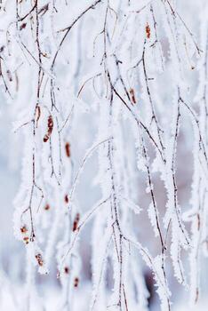 Winter birch tree branches snow covered, white blue color nature, detailed close-up frost branches with delicate ice crystals as natural scenic pattern, wintry frozen background, serene tranquil mood photo