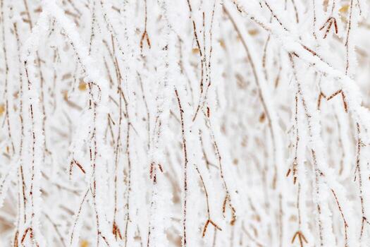 Nature patterns of frozen branches, close-up of frost-covered tree branches with snowy background, beauty of winter nature, frost twigs with white snow and yellow beige dry leaves, cold season photo