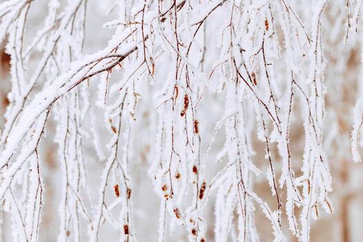 Winter birch tree branches snow covered, white brown color nature, detailed close-up frost branches with delicate ice crystals as natural scenic pattern, wintry frozen background, serene tranquil view photo