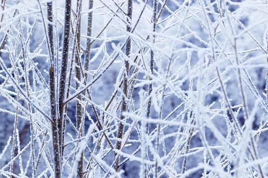 Nature patterns of frozen branches, closeup of frost-covered tree branches with snowy background, beauty of winter nature, white frosty twigs on dark blue blurred background, cold weather photo