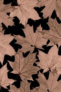 seco otoño amarillo arce hoja con natural textura en negro fondo, botánico diseño foto. otoño estético modelo con hermosa antiguo hojas, estacional otoñal follaje, moca mousse color 2025 foto