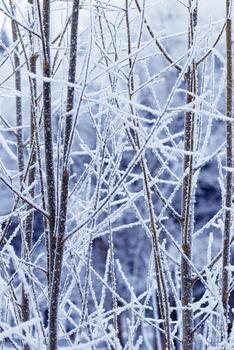 Nature pattern of frozen branches, close-up of frost-covered tree branches with snowy background, beauty of winter nature, white frosty twigs on dark blue blurred background, cold weather photo