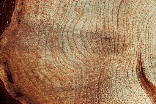 Wooden annual rings textured natural background, waves shape of timber tree as minimal nature pattern. Cross-section of juniper. Wood aesthetic texture fon, environmental design, plain nature fon photo