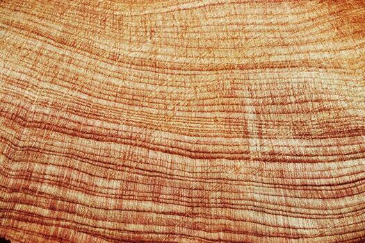 Wood annual rings texture natural background, waves shape of timber tree as minimal nature pattern. Cross-section of juniper. Wood aesthetic texture fon, environmental design, plain nature photo