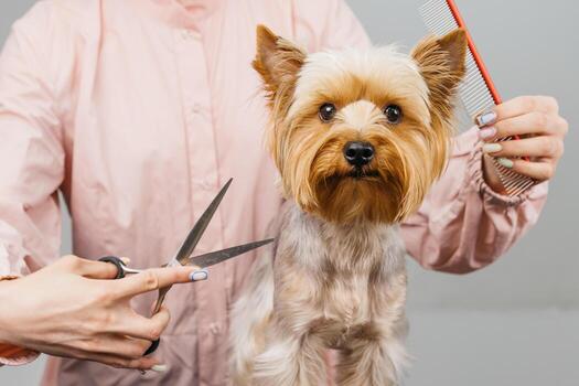 Dog grooming session featuring a professional stylist using scissors and a comb on a small Yorkshire Terrier, showcasing the grooming process in a clean and bright environment with soft lighting photo