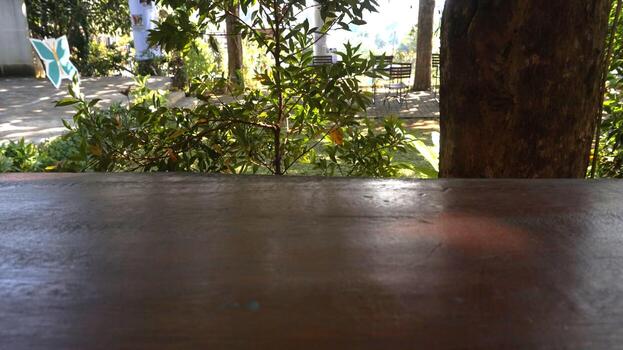 A serene view of lush greenery and sunlight filtered through trees onto a polished wooden surface photo