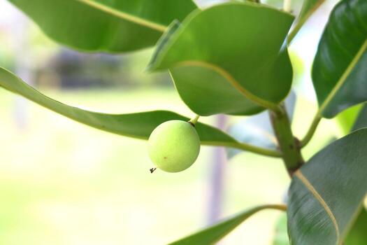A unripe fruit Calophyllum inophyllum tree on bunch with leaves on branch in close up view. Common another name is Alexandrian laurel, Bornero mahogany and Beautiful-leaf and Indian Laurel. photo