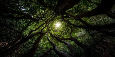 un ojo de gusano ver revela entrelazando árbol ramas formando un natural espiral túnel líder a un brillante ligero encima foto