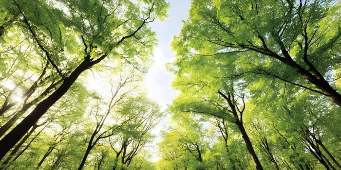 Bright sunlight streams through a vibrant green forest canopy seen from below photo