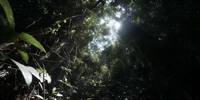 Sunlight streams through the dense green canopy of a lush tropical forest creating dappled light and deep shadows photo