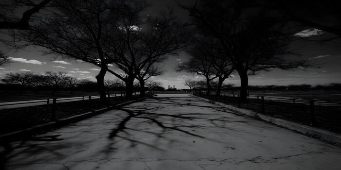 Stark black and white image of a desolate path bordered by leafless trees and long shadows photo